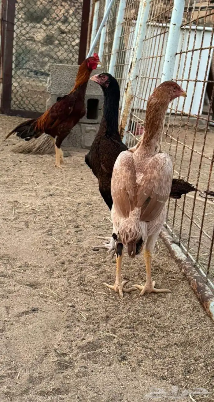 دجاج باكستاني 1