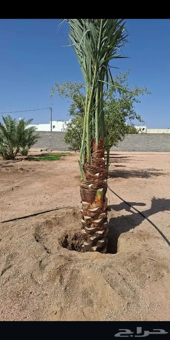 يوجد لدينا جميع انواع النخيل 4