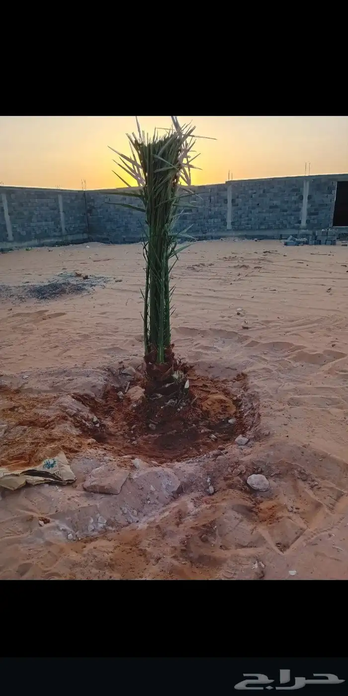 يوجد لدينا جميع انواع النخيل 1