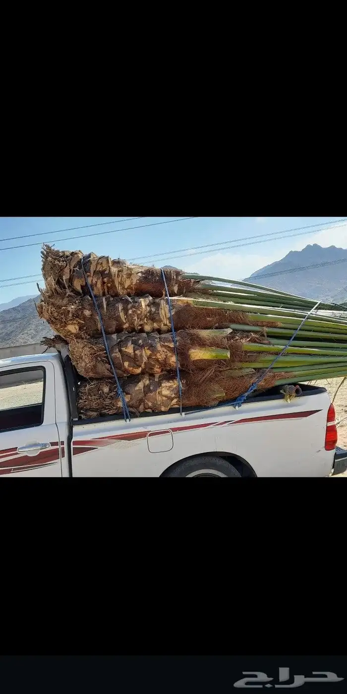 يوجد لدينا جميع انواع النخيل 2