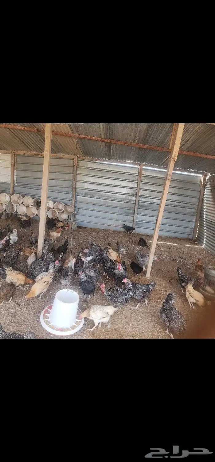 شينكو نظيف مستعمل للبيع 2