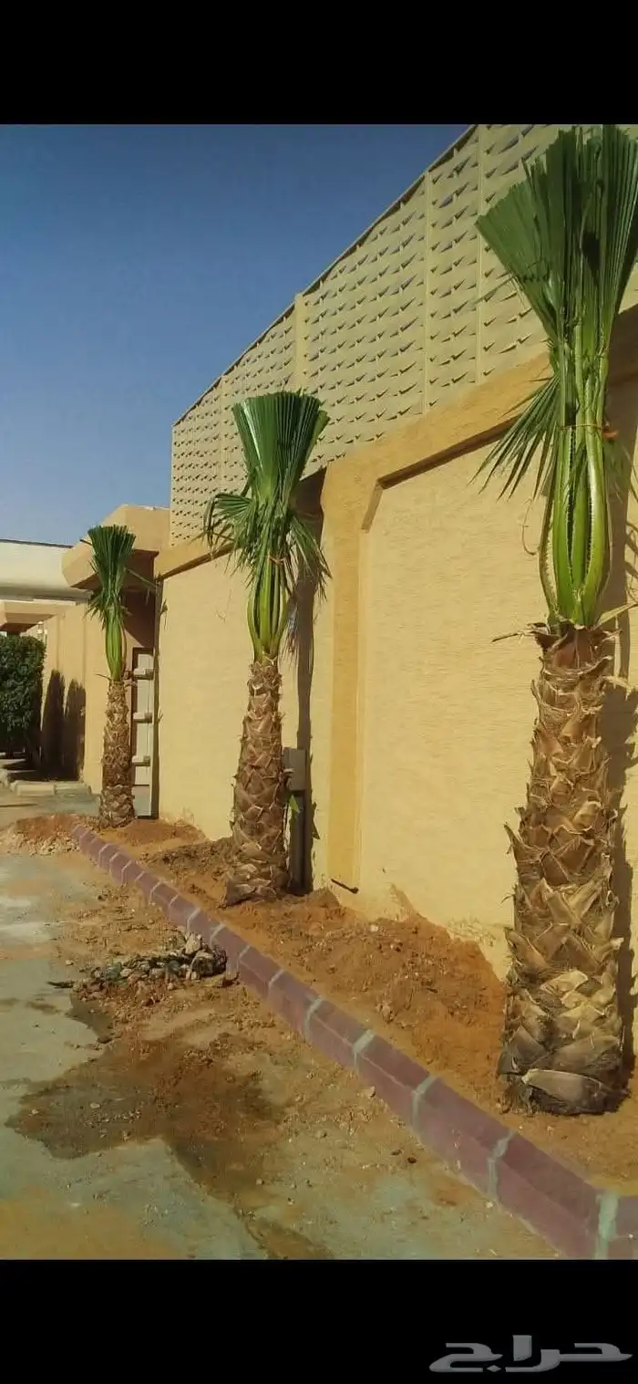 ابو علي لتوريد انخيل 5