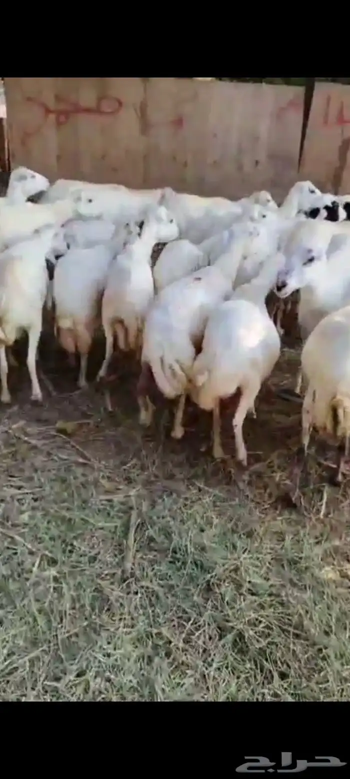 ضأن العدد 25 تبعها 8 من البهم والباقي توها قرايب دفيع شرط 2