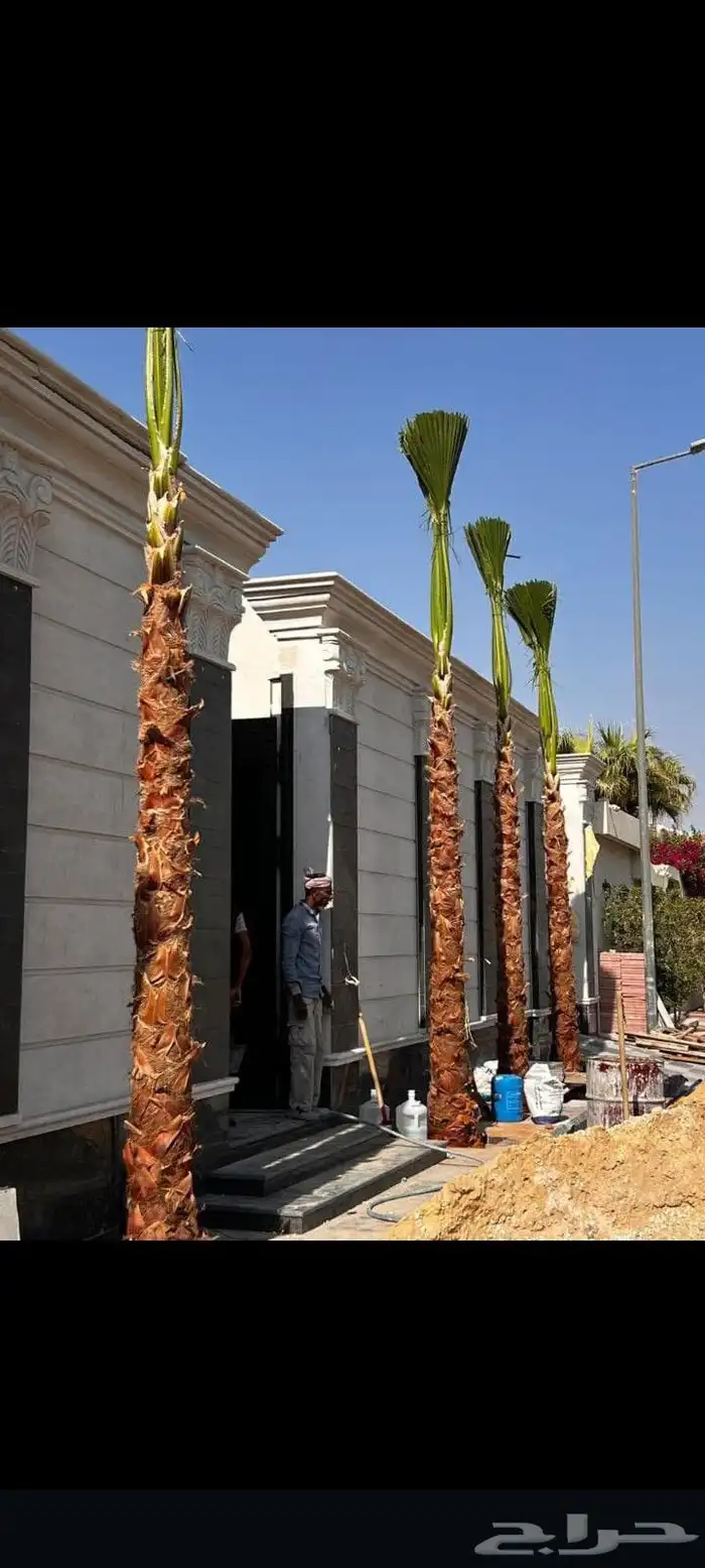 نخل عربي مثمر جميع الانوع وجمع المقسات 7