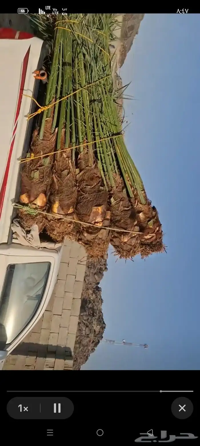 يوجد لدينا جميع انواع النخيل بجميع مقاساته 3