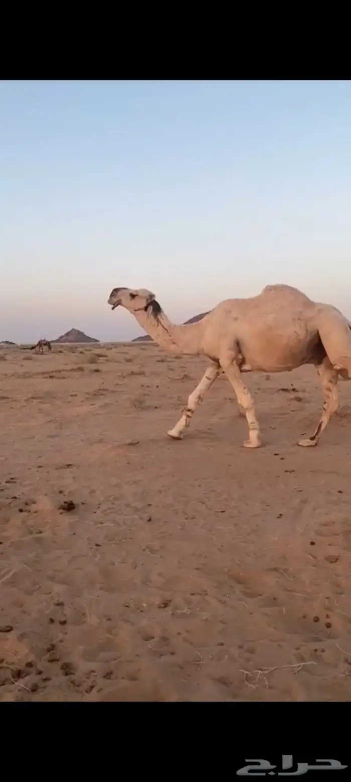 بعير على الهدب بيع عليه بكره ب 65 0