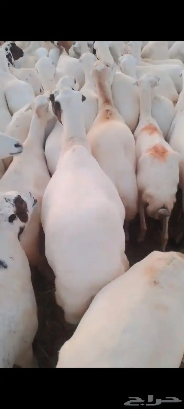 ضان رفيديات دفيع الا شرط سن طيب جروم طيب العدد 100 0