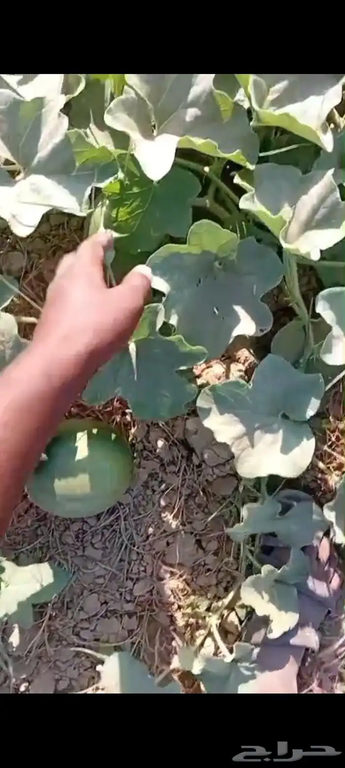 شمام على الثري قطفه اولى 5