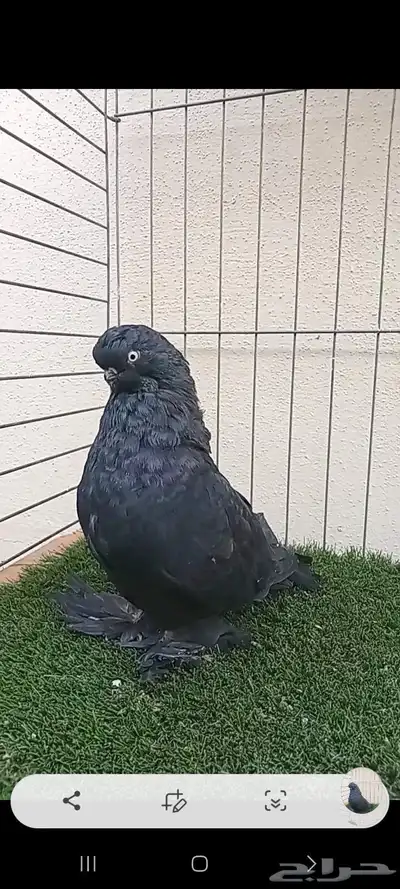 سلام عليكم index