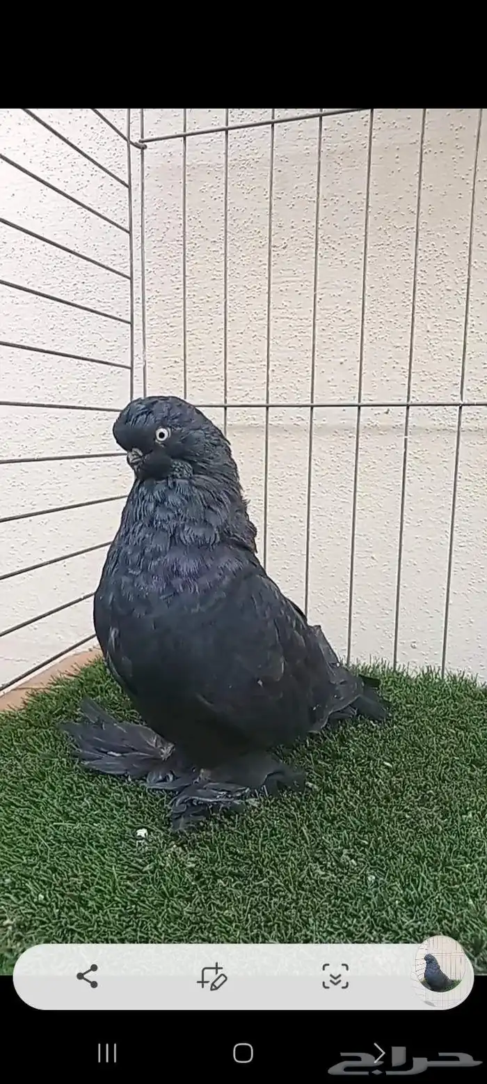 سلام عليكم 1