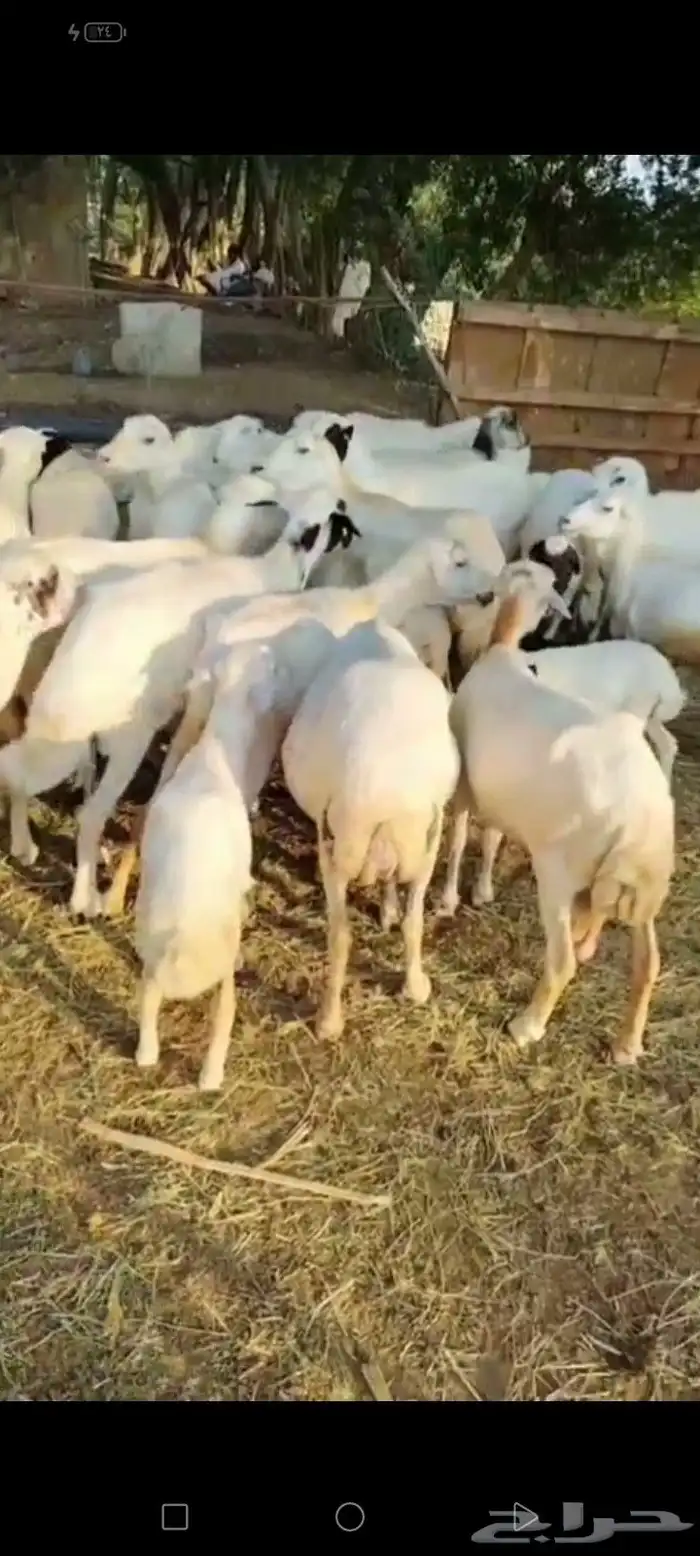 ضأن العدد 25 تبعها 8 من البهم والباقي توها قرايب دفيع شرط 5