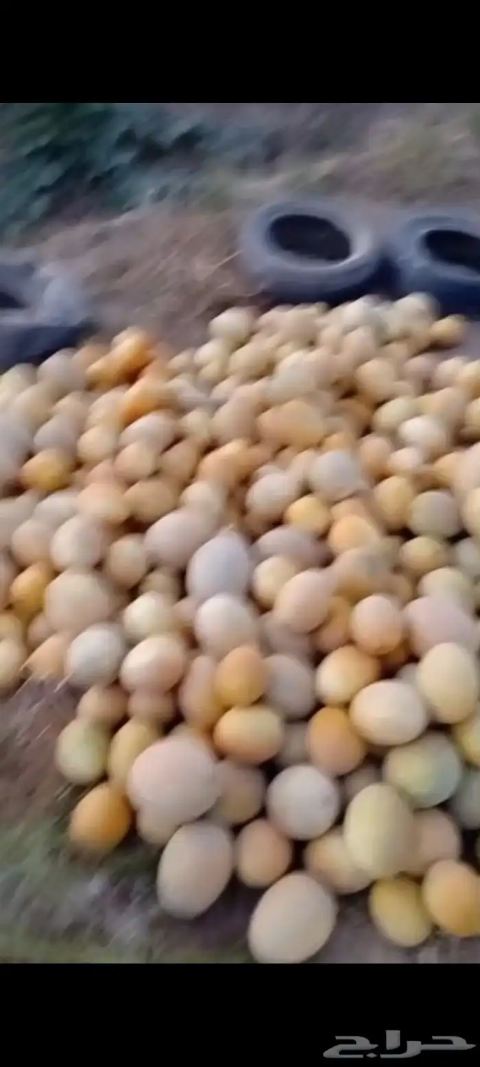 شمام على الثري قطفه اولى 8