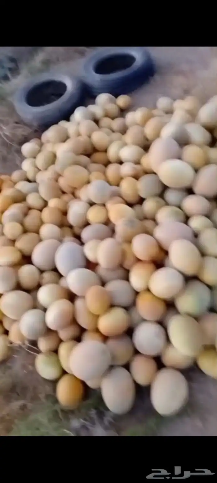 شمام على الثري قطفه اولى 7