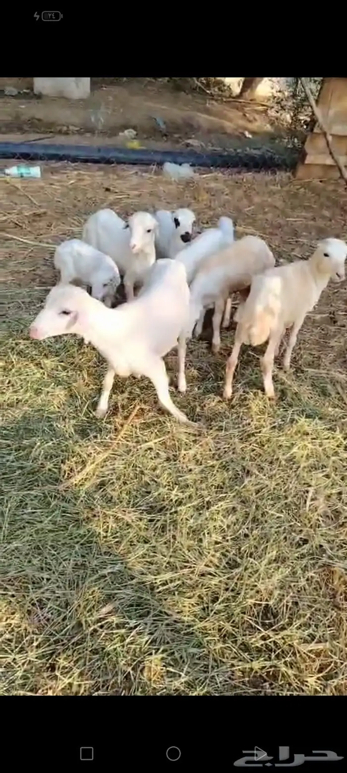 ضأن العدد 25 تبعها 8 من البهم والباقي توها قرايب دفيع شرط 1