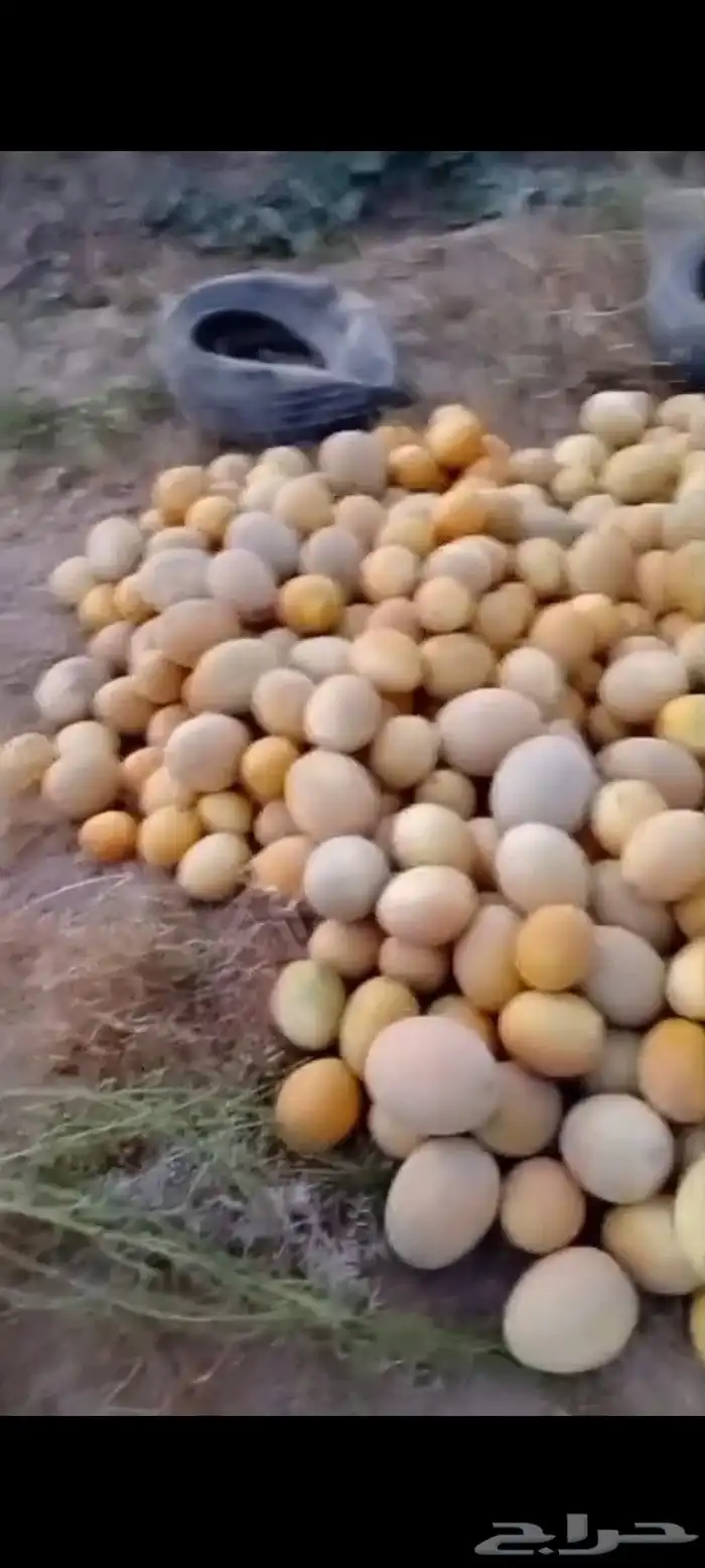 شمام على الثري قطفه اولى 9