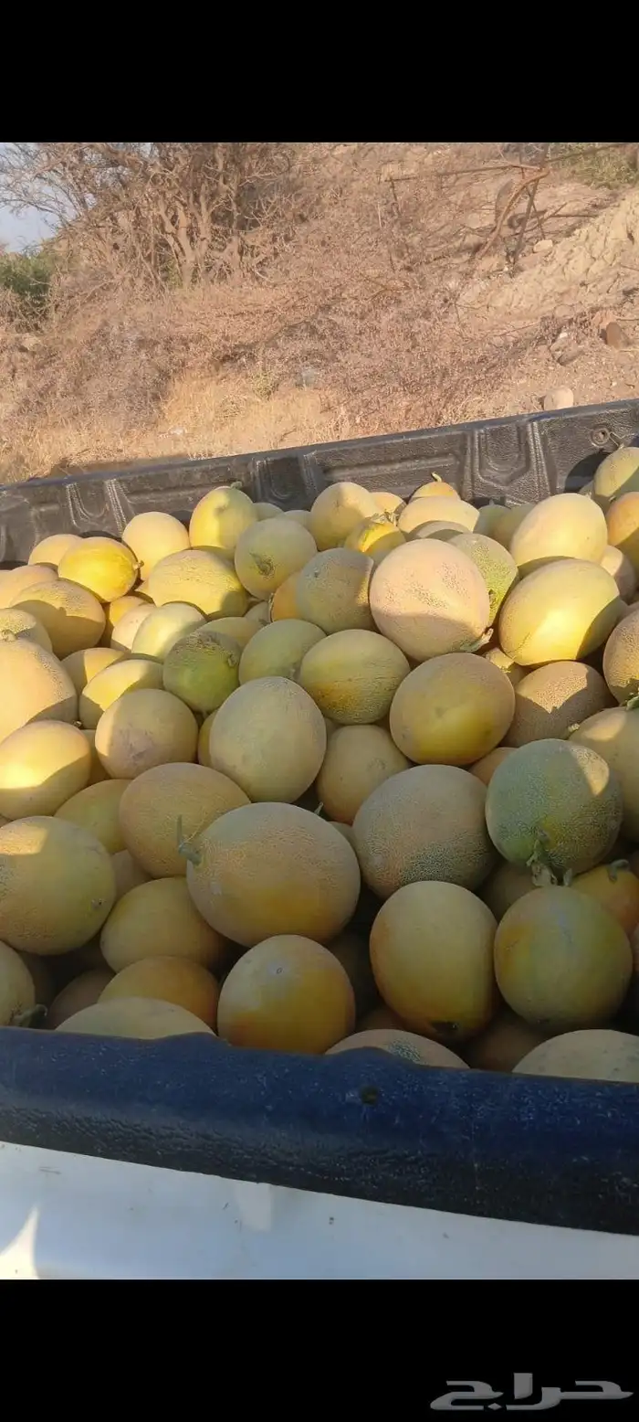 شمام على الثري قطفه اولى 0