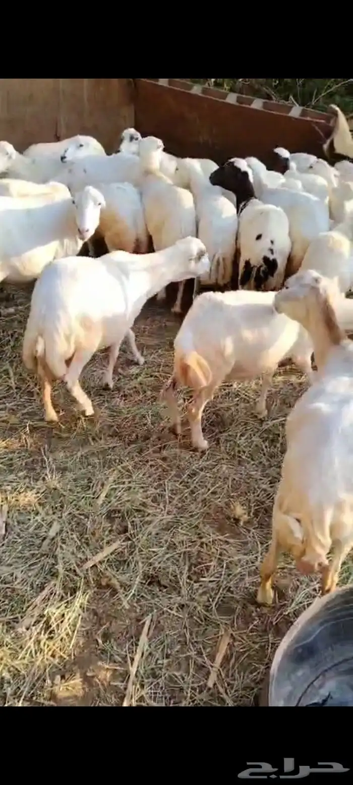 ضأن العدد 25 تبعها 8 من البهم والباقي توها قرايب دفيع شرط 9