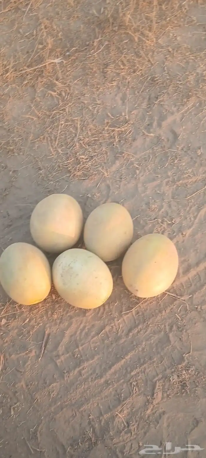 شمام على الثري قطفه اولى 1