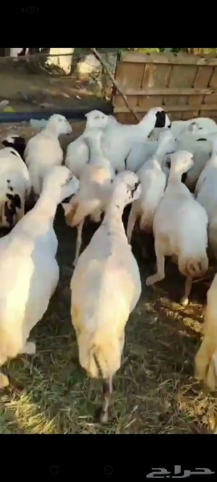 ضأن العدد 25 تبعها 8 من البهم والباقي توها قرايب دفيع شرط 6