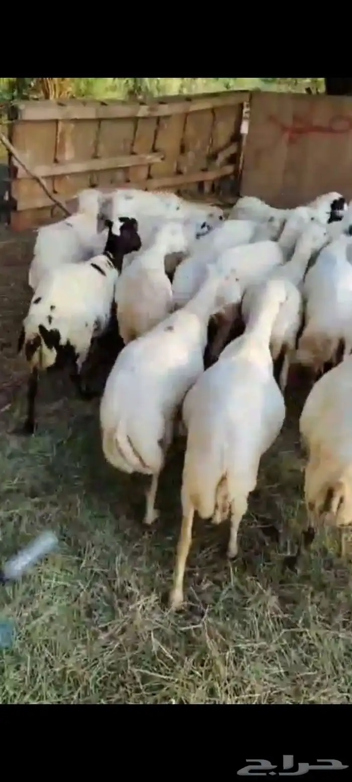 ضأن العدد 25 تبعها 8 من البهم والباقي توها قرايب دفيع شرط 4