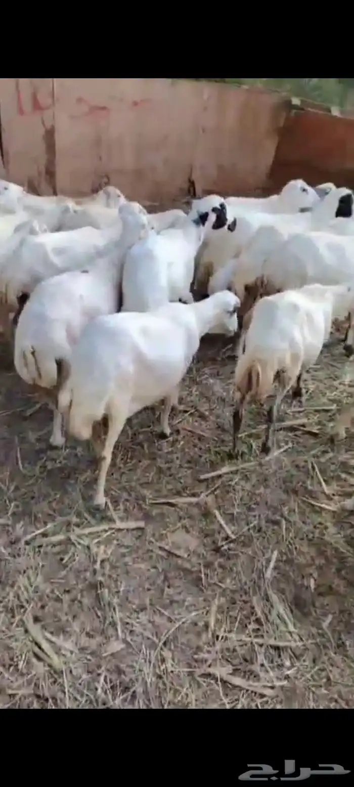 ضأن العدد 25 تبعها 8 من البهم والباقي توها قرايب دفيع شرط 3