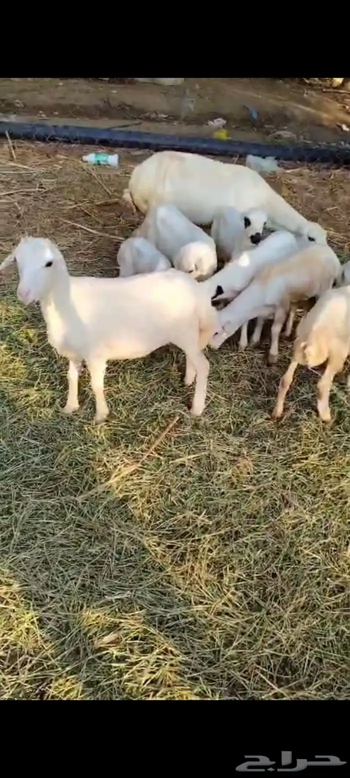 ضأن العدد 25 تبعها 8 من البهم والباقي توها قرايب دفيع شرط 0