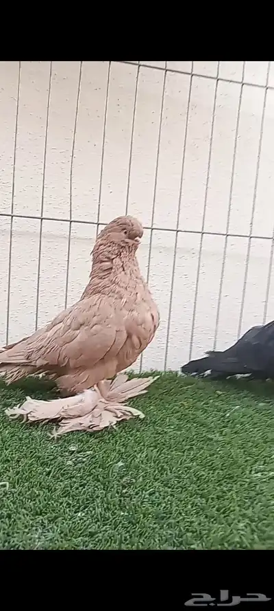 سلام عليكم index