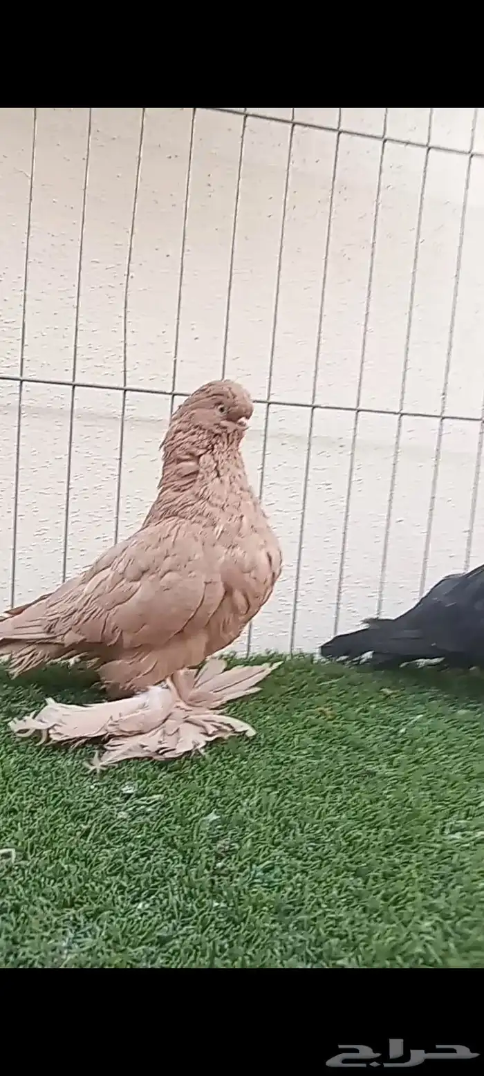 سلام عليكم 0