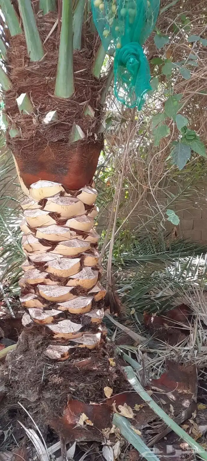 يوجد فسائل للبيع 0