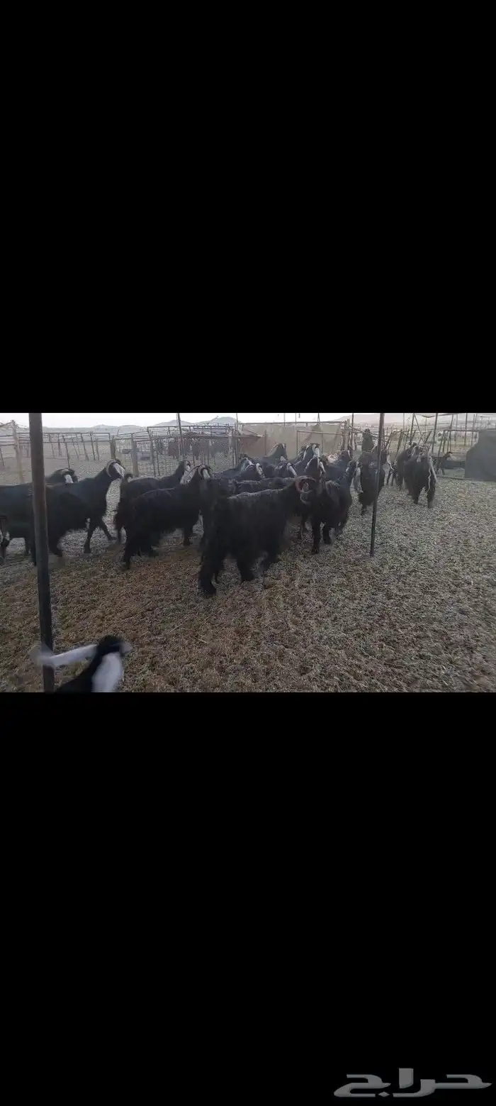 معزاء العدد 28 المواليد 4 يتبعها 6 فيها 16 فحص سونار 0