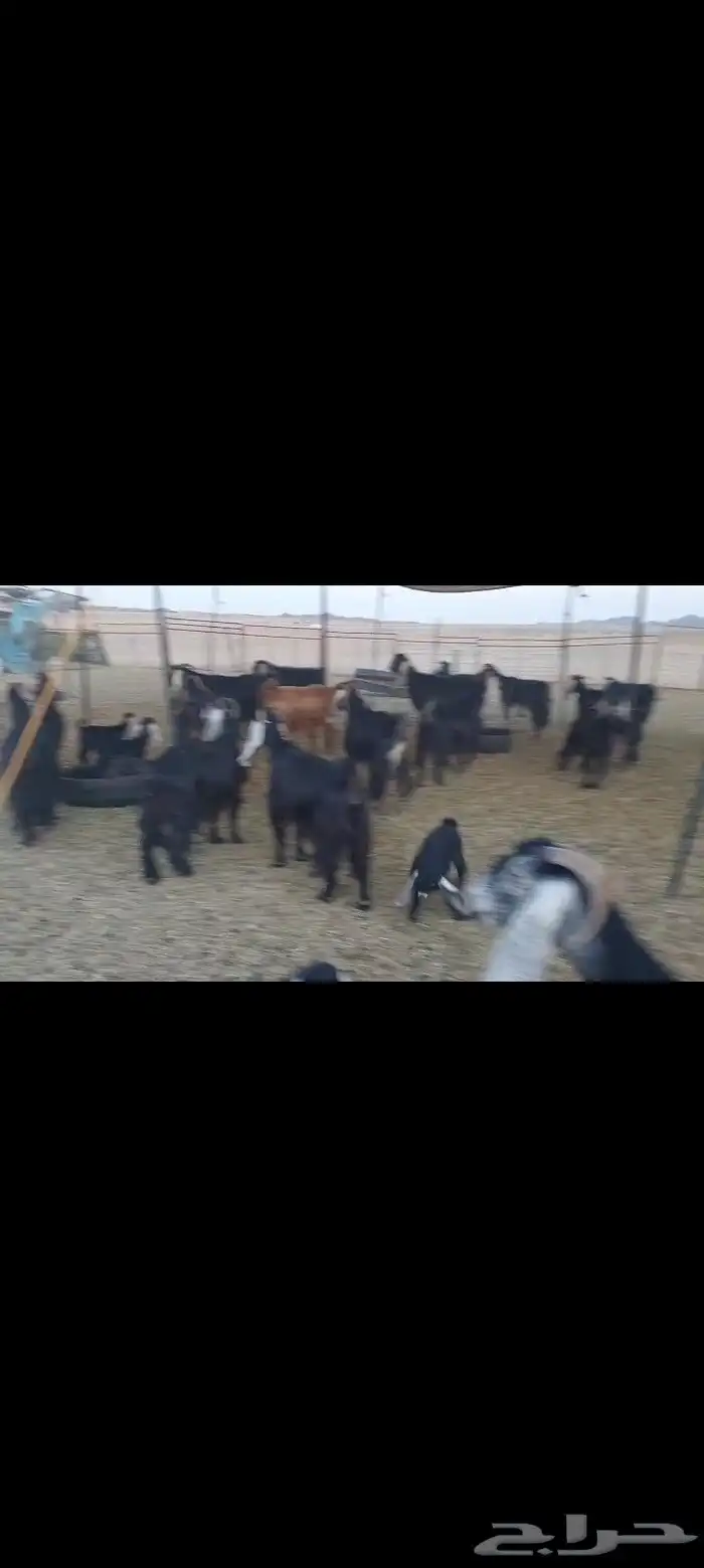 معزاء العدد 28 المواليد 4 يتبعها 6 فيها 16 فحص سونار 3