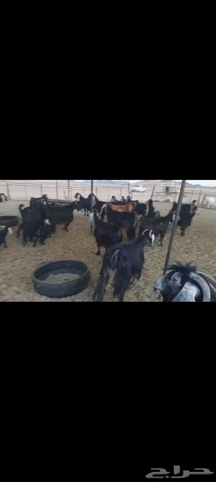 معزاء العدد 28 المواليد 4 يتبعها 6 فيها 16 فحص سونار 2