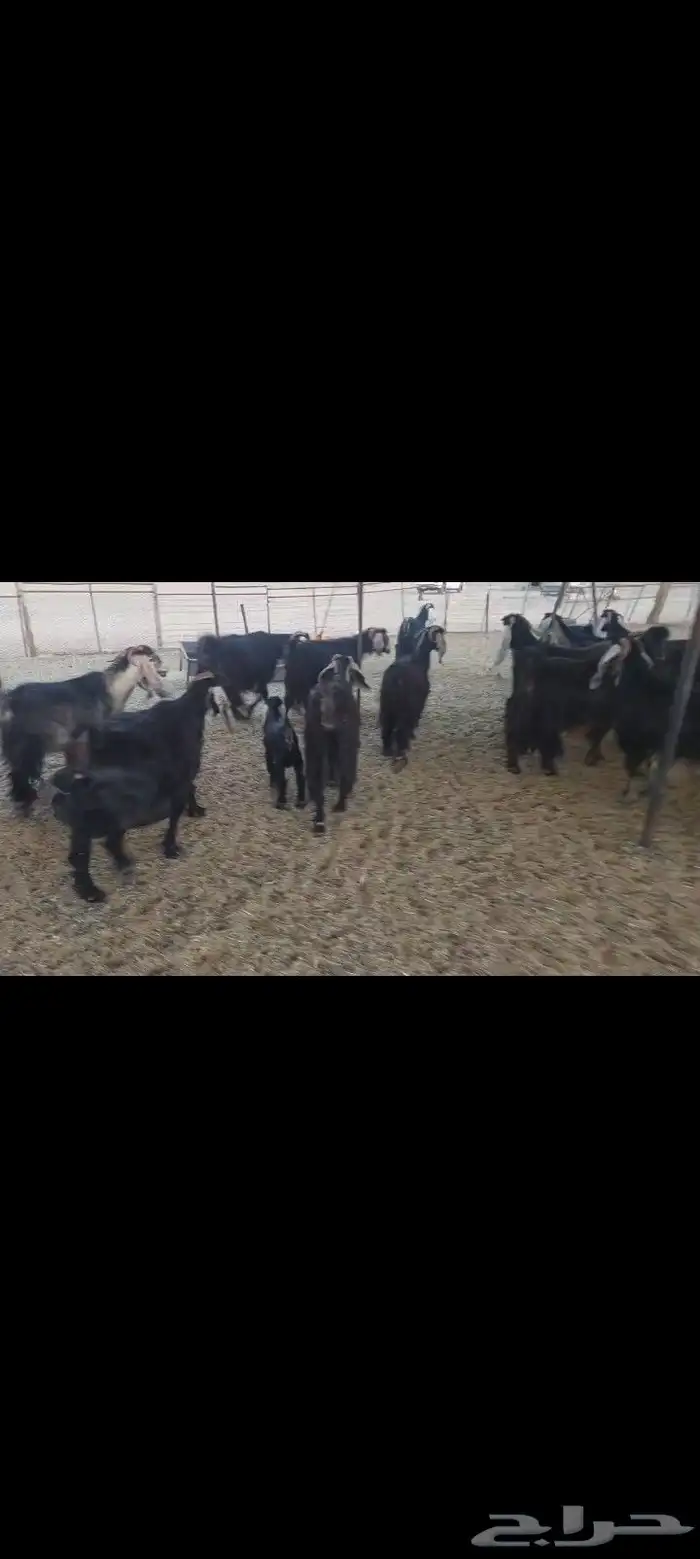 معزاء العدد 28 المواليد 4 يتبعها 6 فيها 16 فحص سونار 1