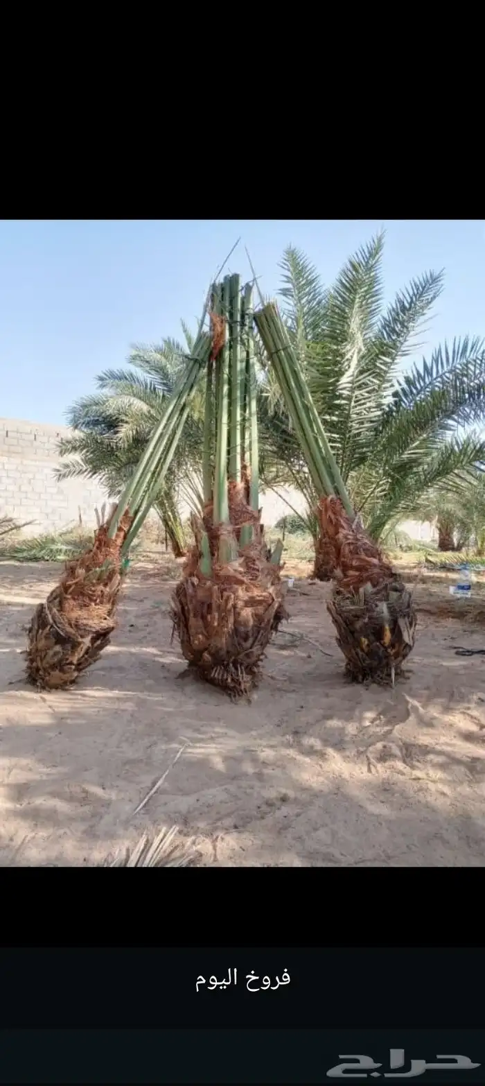 فروخ نخل للبيع كبيره وناجحه كميات وانواع كثيره 4