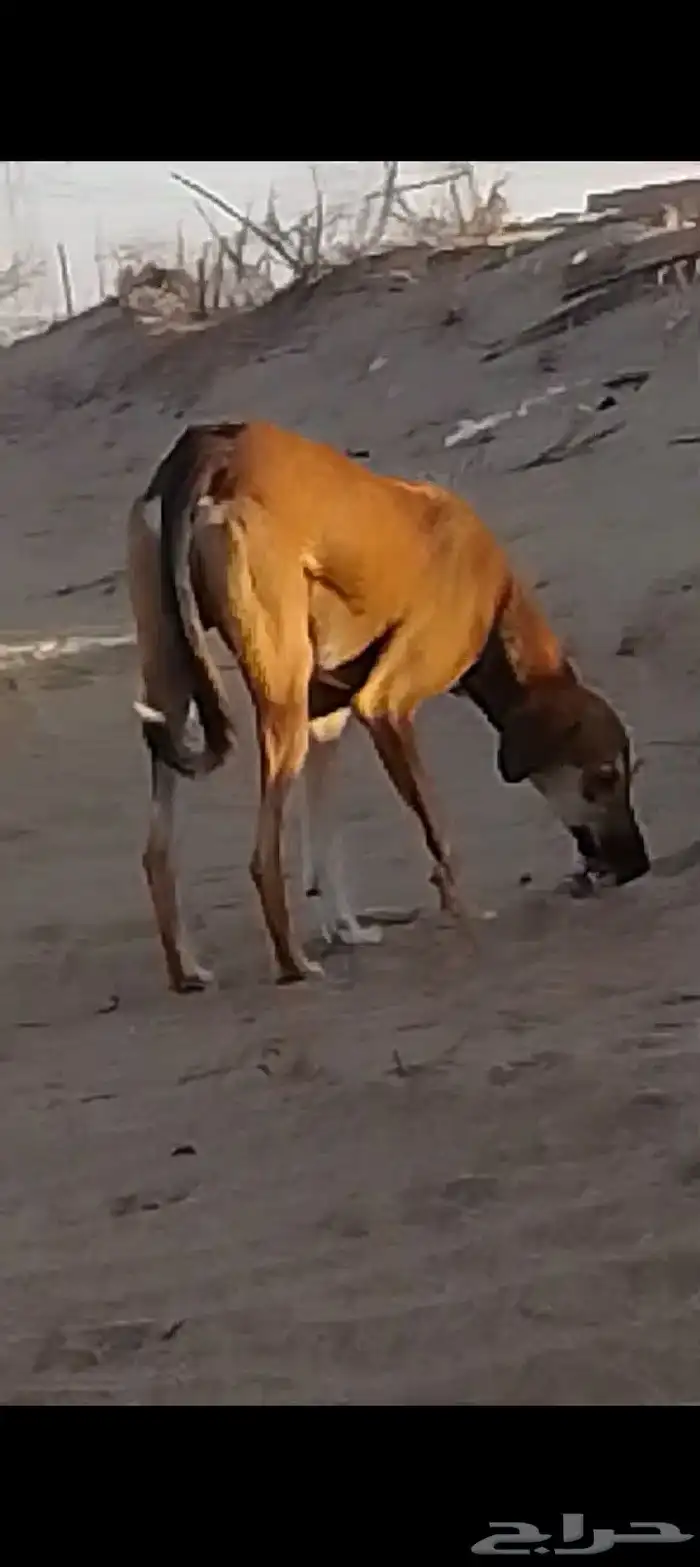 كلاب سلوقي صيد سريع 0