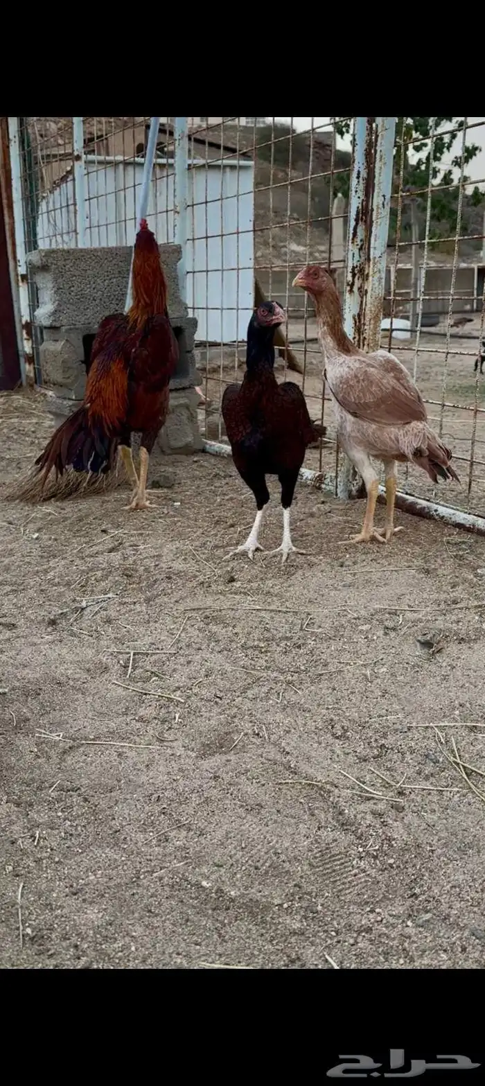 دجاج باكستاني 3