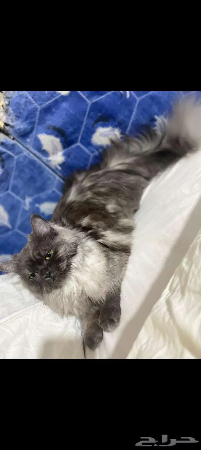 قطه للبيع في الباحة 0