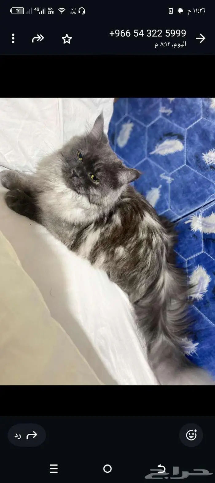 قطه للبيع في الباحة 1