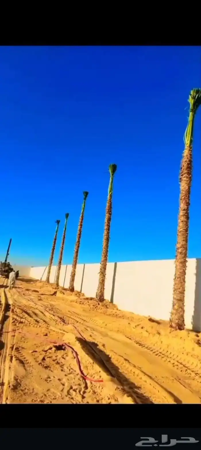 نخيل واشنطني نخيل عربي 0