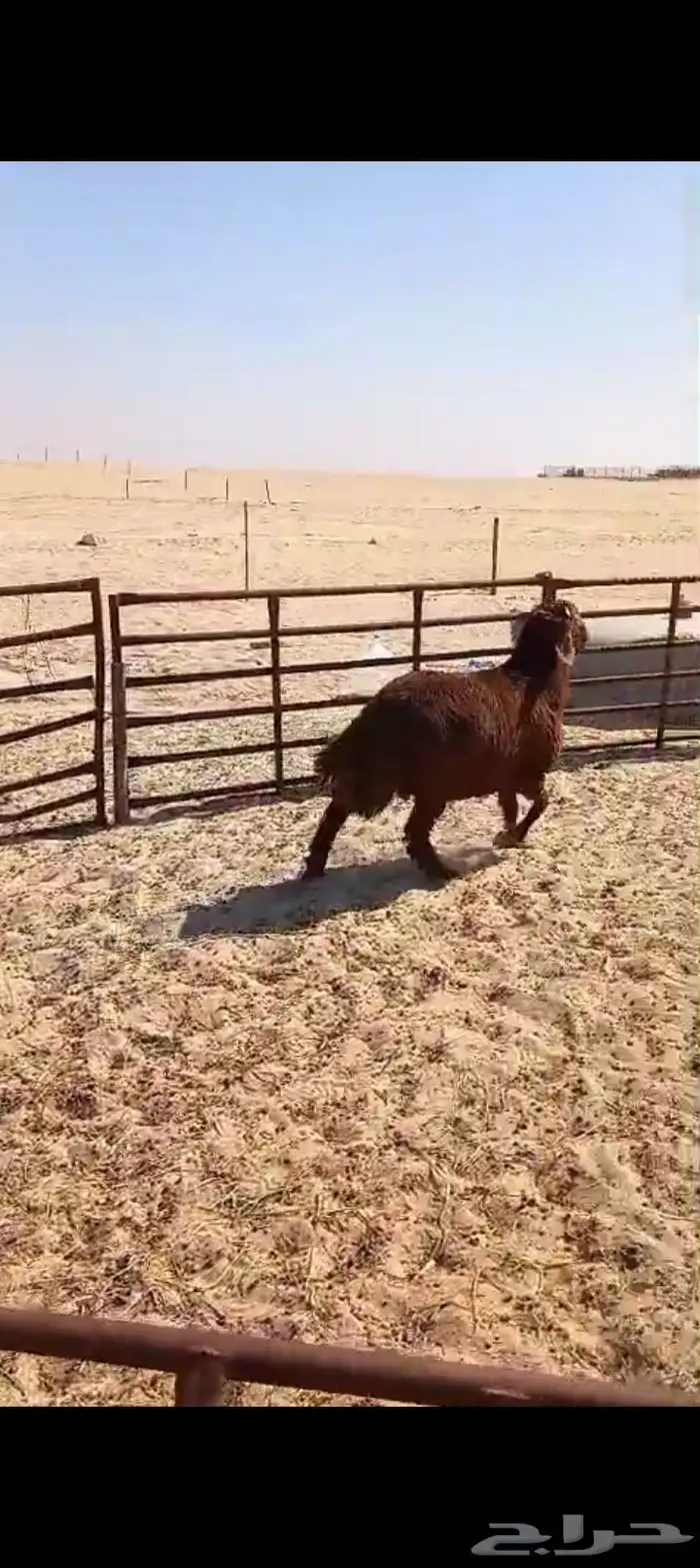 خروف نعيمي بلدي شرط فل الفل ظهر وطرف الموقع ضواحي الجبيل 1