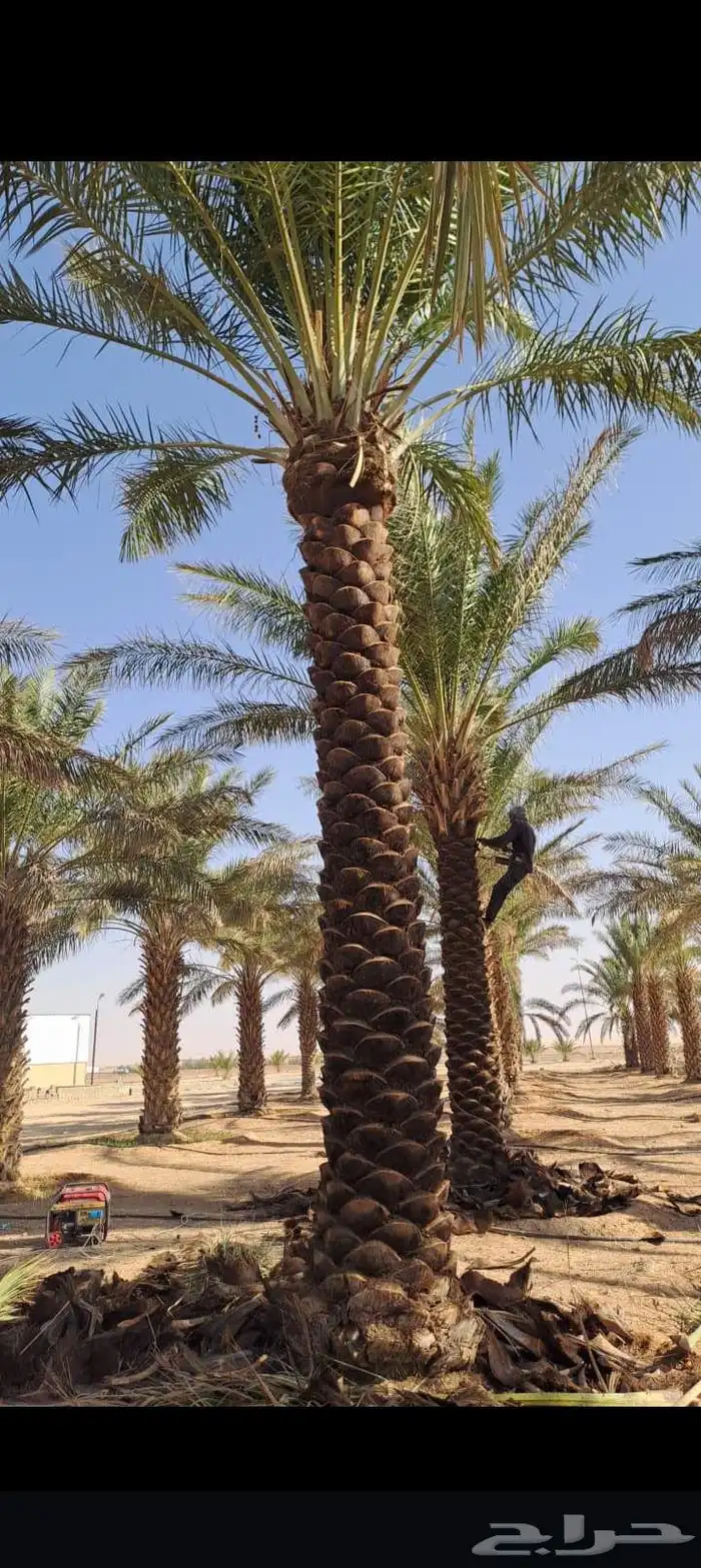 نخيل واشنطني نخيل عربي 2