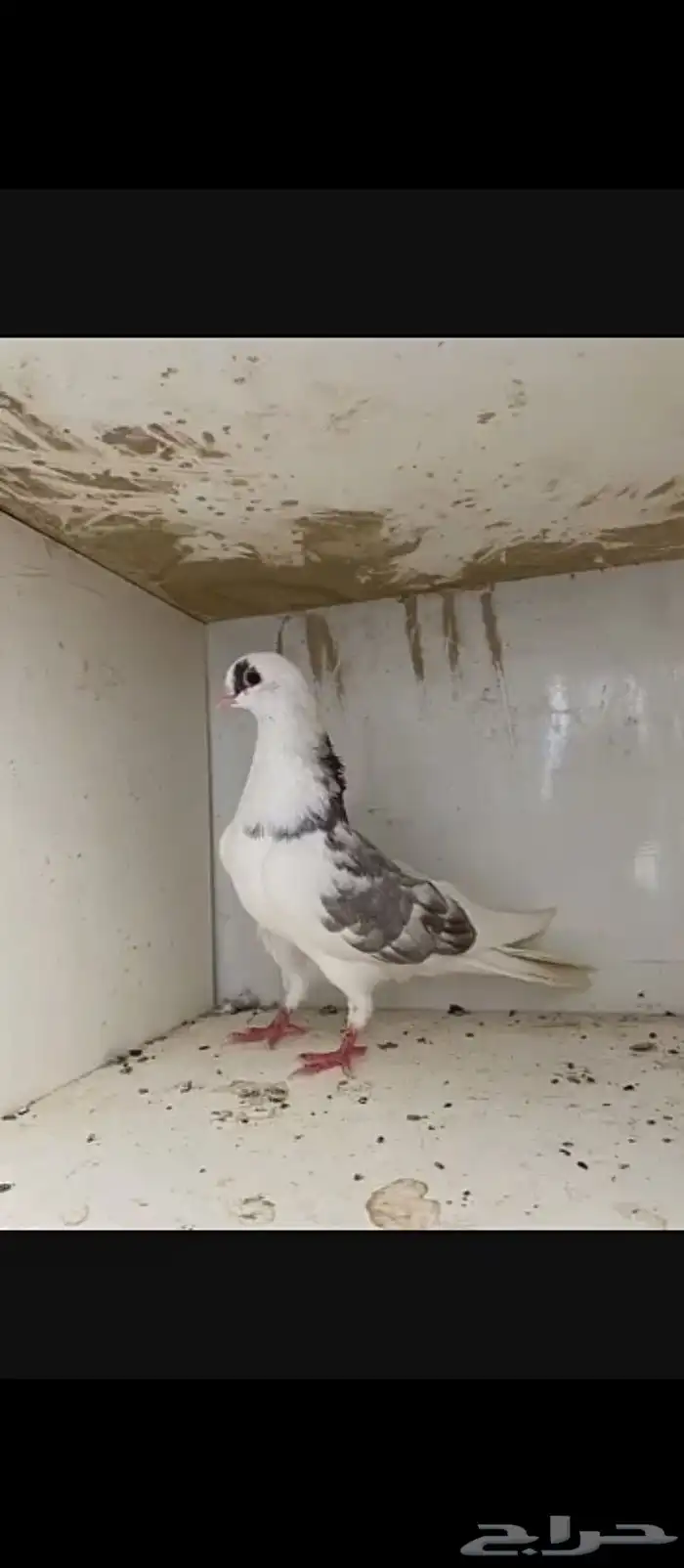 حمام قطيف 0