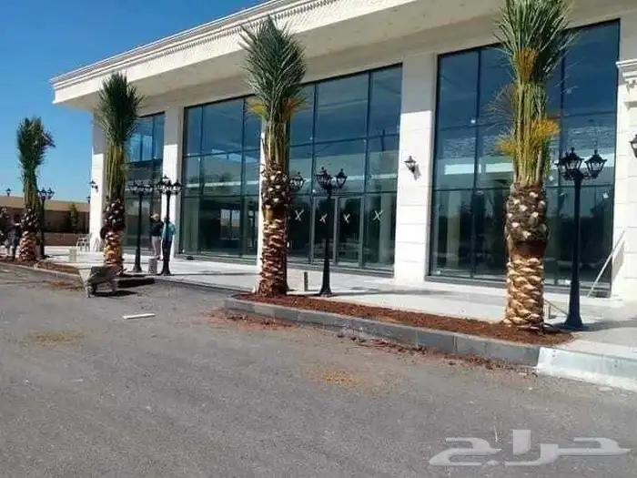 يوجد لدينا توريد جميع انواع نخيل 0