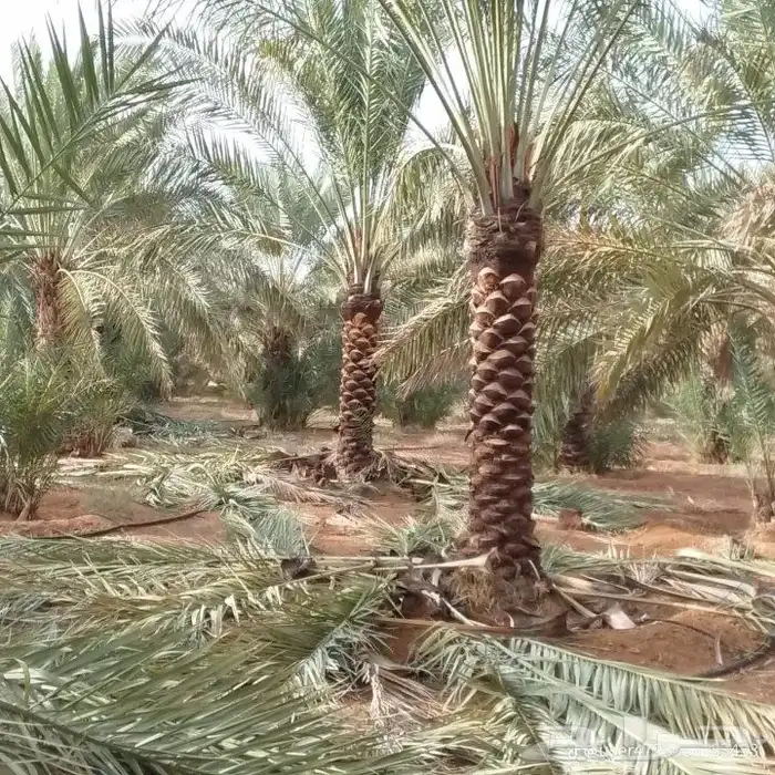 لدينا جميع انواع النخيل العربي والواشنطن 1