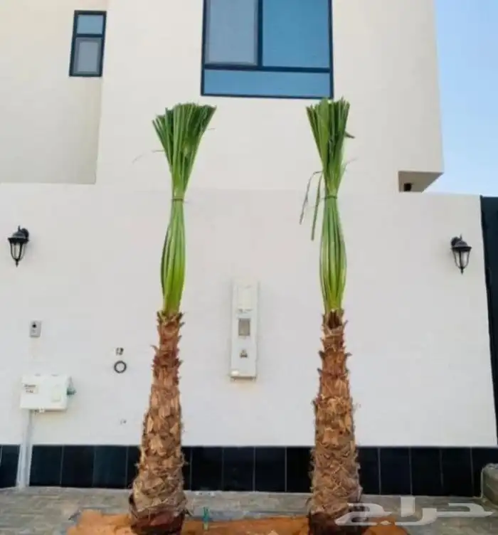 يوجد لدين جميع أنواع انخيل ونوصل في انح المملكة 1