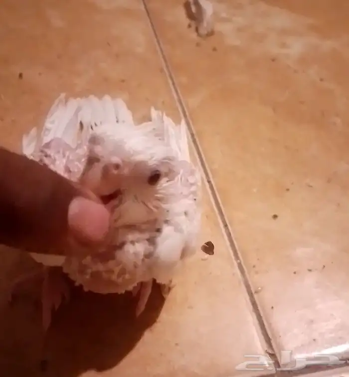 فرخ كروان البينو عيون حمر غر غر غر 0