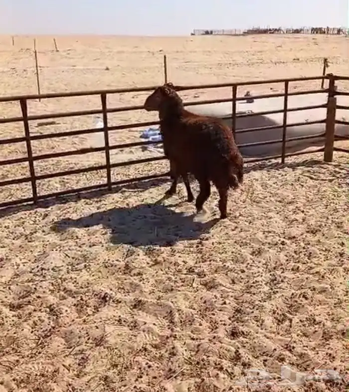 خروف نعيمي بلدي شرط فل الفل ظهر وطرف الموقع ضواحي الجبيل 0