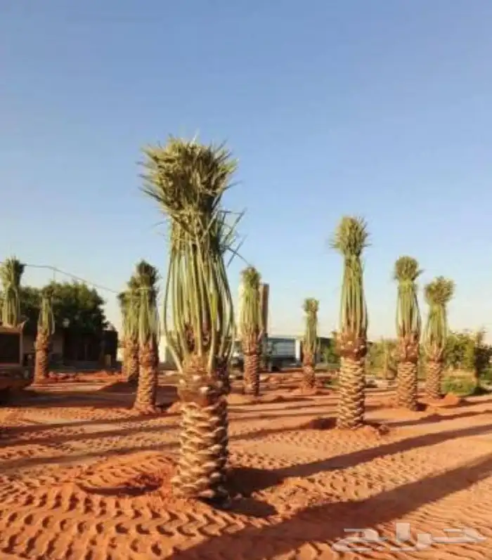 نخل للبيع وتركيب الشبوك القصيم 7