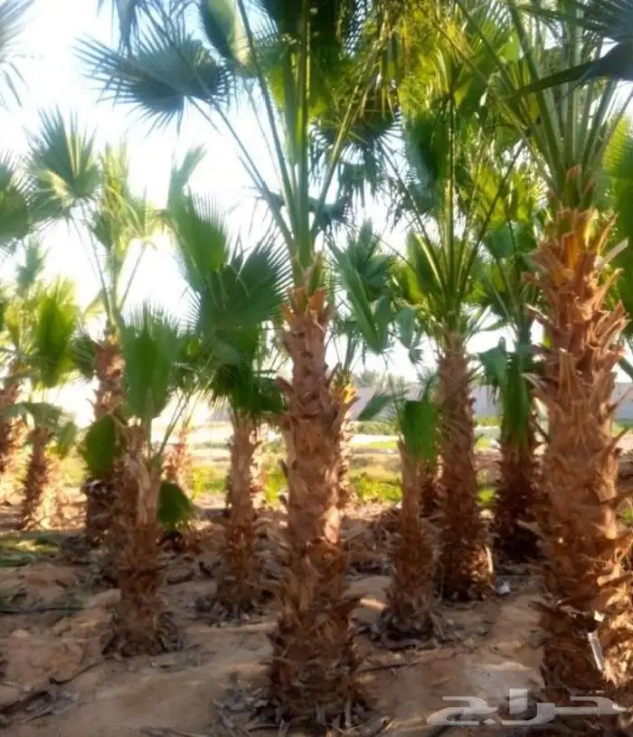 نخل للبيع وتركيب الشبوك القصيم 5