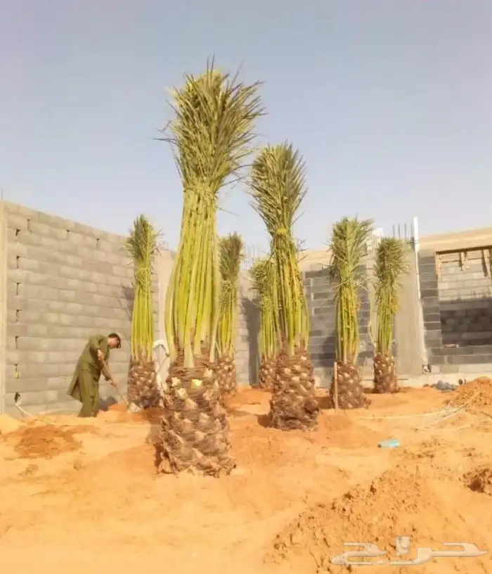 نخل للبيع وتركيب الشبوك القصيم 6